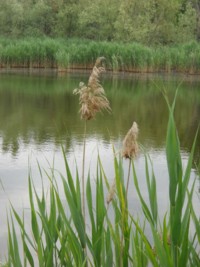 Phragmites australis